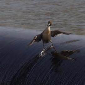 awesome-duck