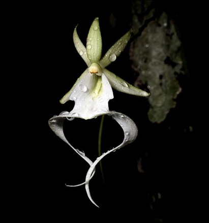 ghost-orchid