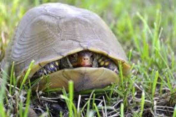 Defensive turtle